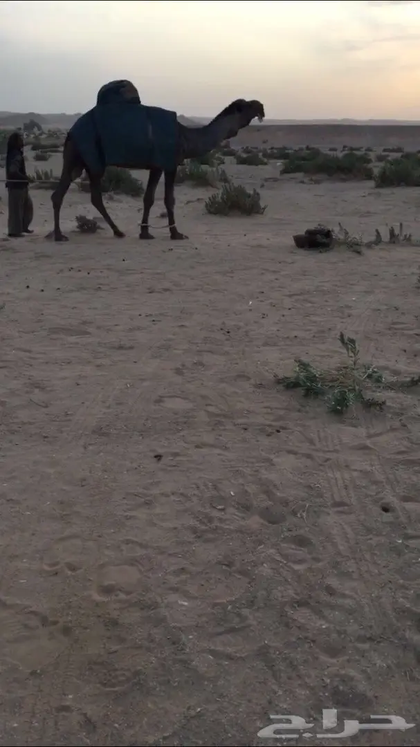 بعير باكستاني للبيع (image 1)