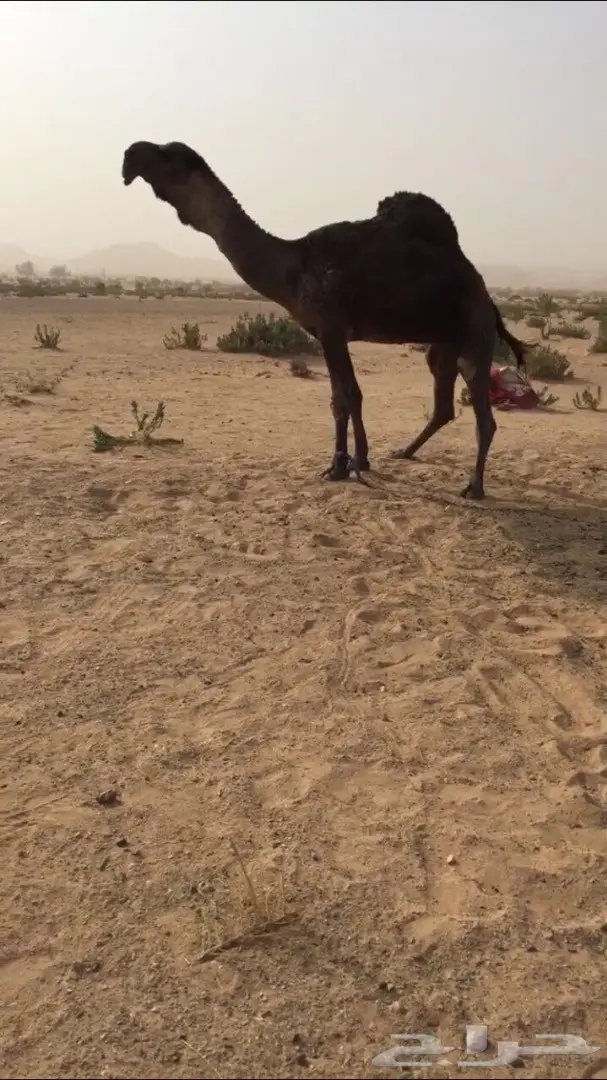 بعير باكستاني للبيع (image 2)