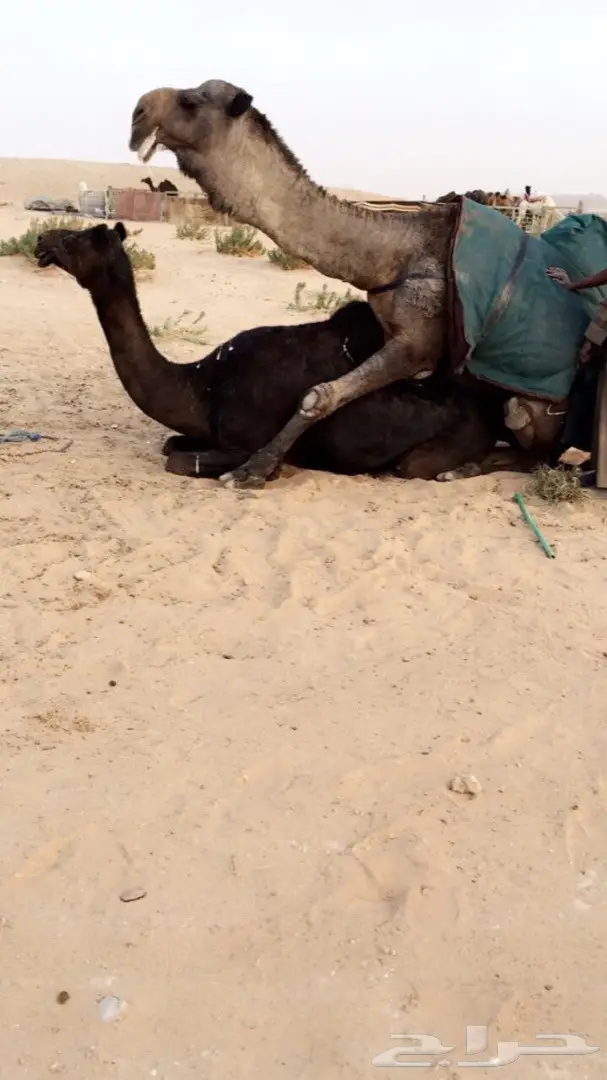 بعير باكستاني للبيع (image 3)