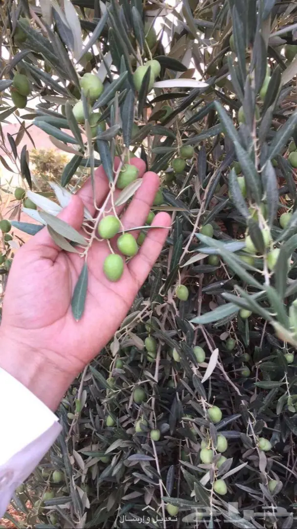 زيت زيتون من مزرعتنا سكاكاعصرة 15-4-1439