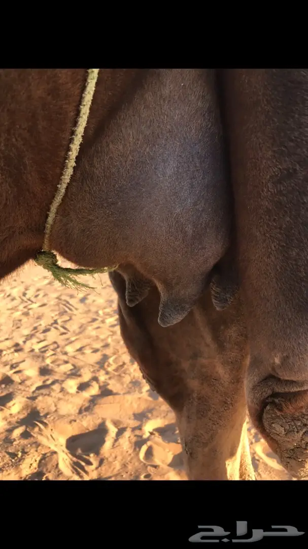 للبيع خلفه مجهم هديه  (image 1)