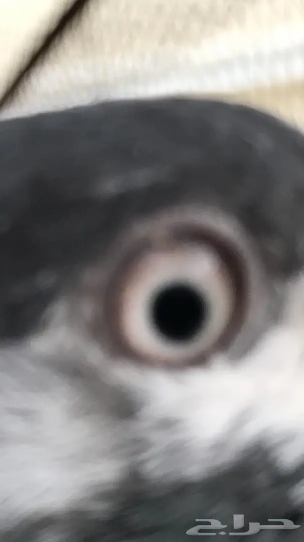 جوز تيدي (image 3)