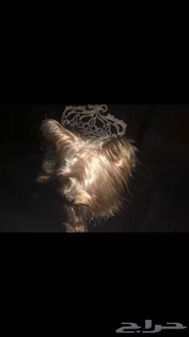 كلب يورك شاير للبيع (image 1)