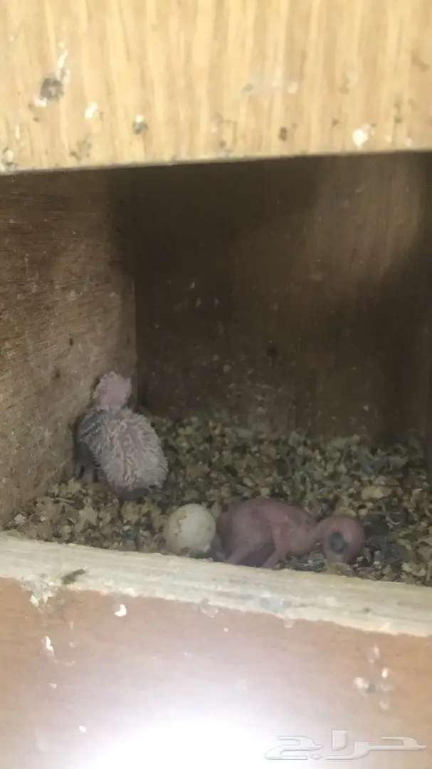 اجواز بادجي وفردات ذكور