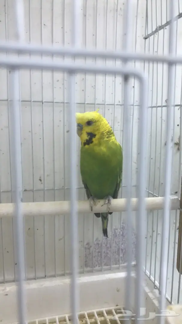 اجواز بادجي وفردات ذكور (image 1)