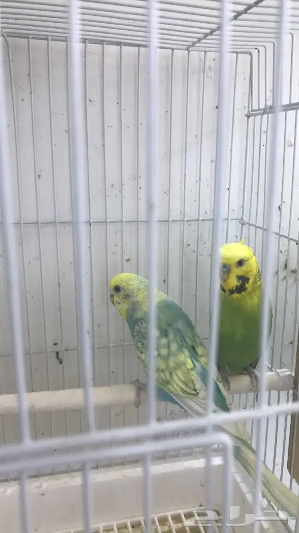 اجواز بادجي وفردات ذكور (image 2)