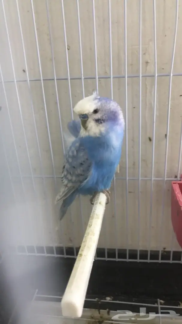 اجواز بادجي وفردات ذكور (image 3)