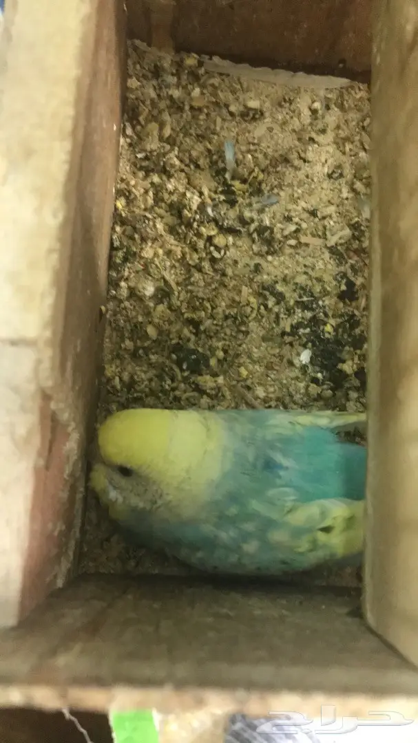 اجواز بادجي وفردات ذكور (image 4)