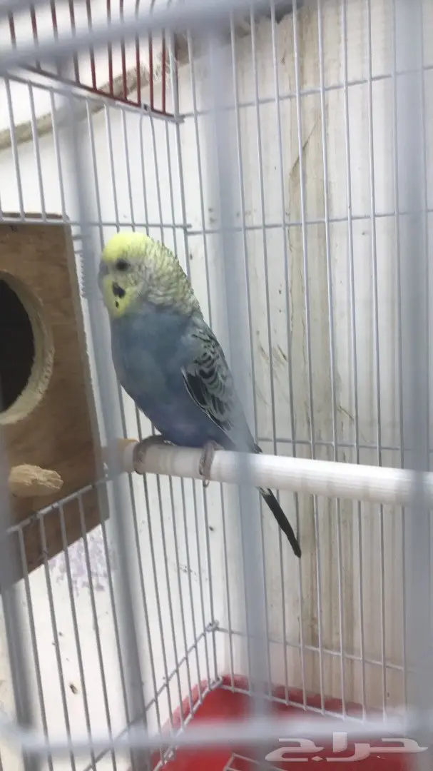 اجواز بادجي وفردات ذكور (image 5)