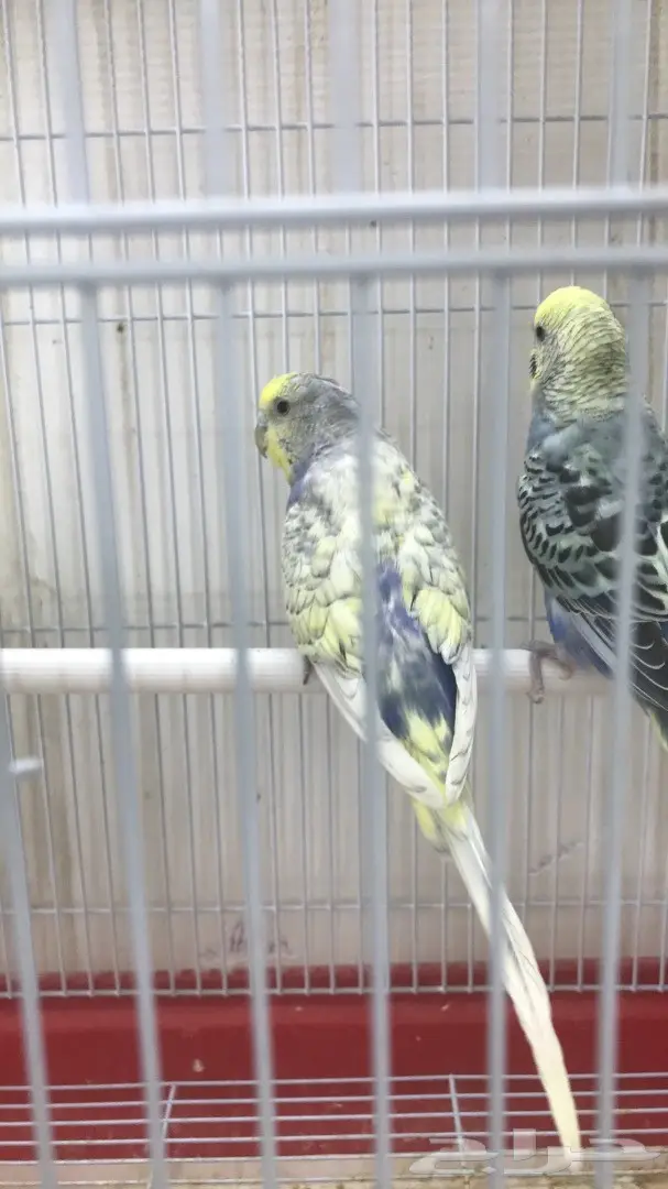 اجواز بادجي وفردات ذكور (image 6)