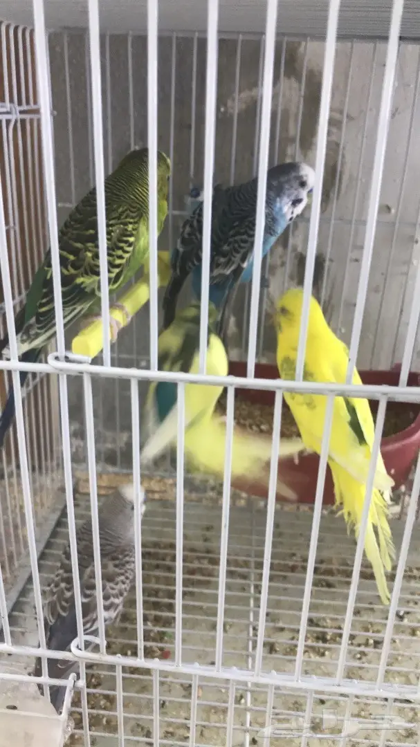 اجواز بادجي وفردات ذكور (image 7)