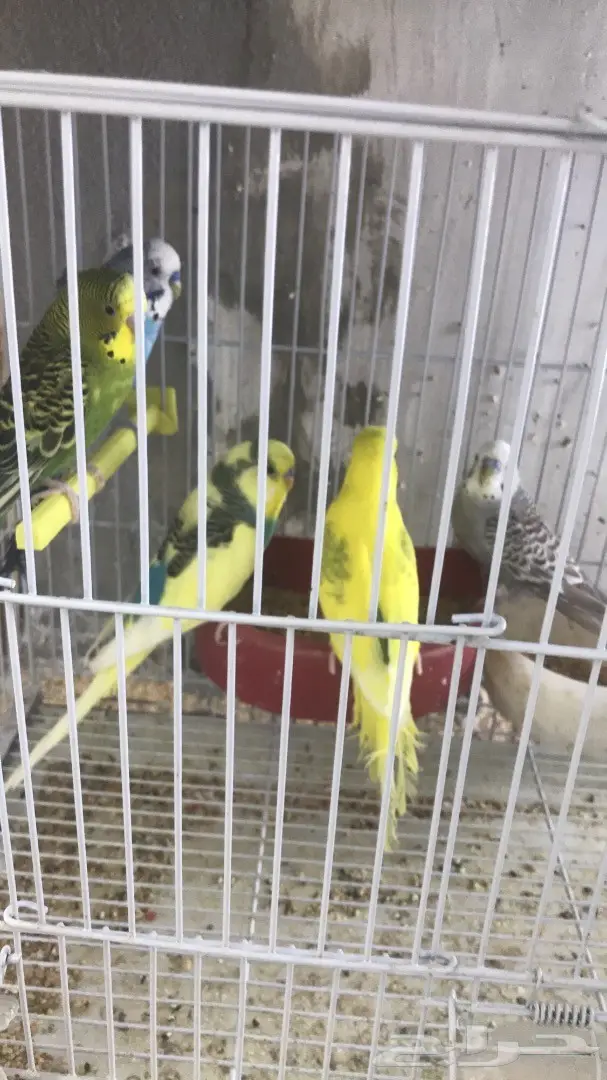 اجواز بادجي وفردات ذكور (image 8)