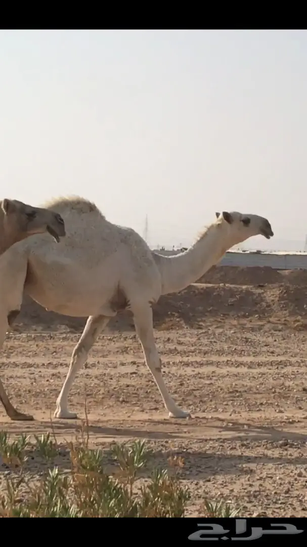 بكره تماميه وضحا 