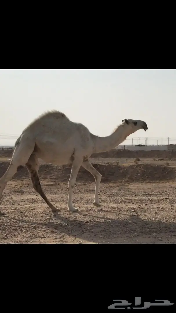 بكره تماميه وضحا  (image 2)