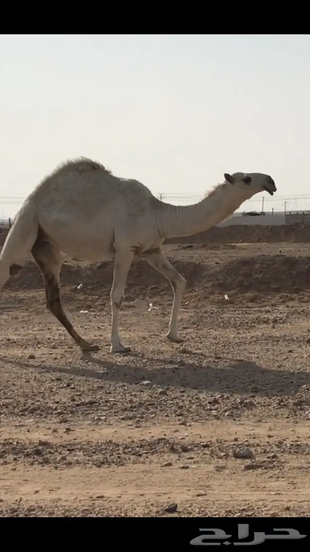 بكره تماميه وضحا  (image 4)