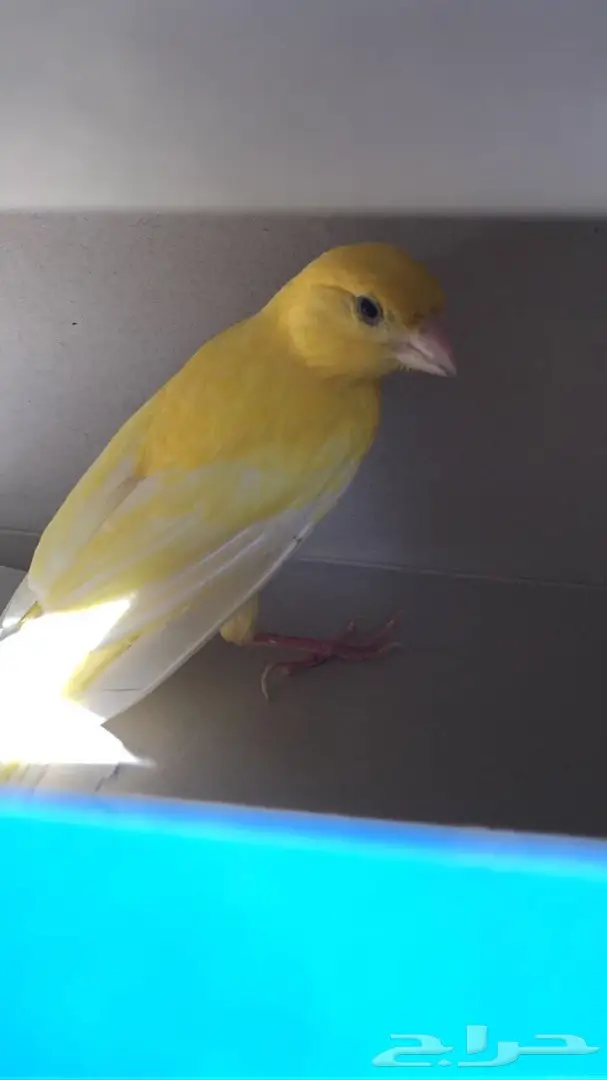كناري للبيع