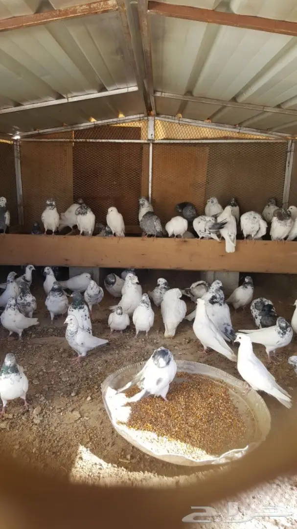 حمام منوع للبيع (image 3)