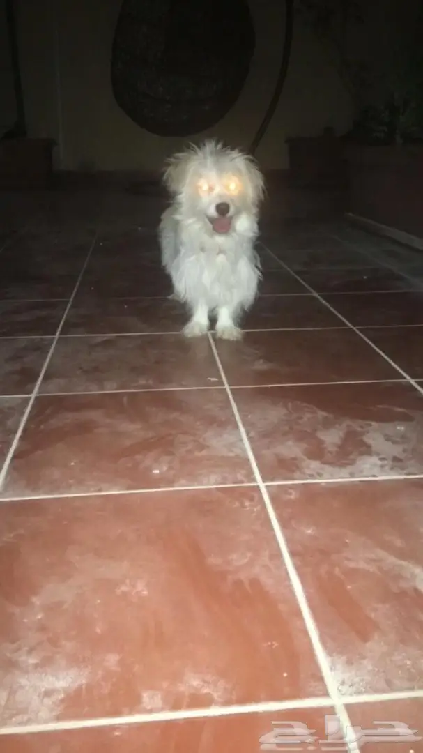 كلب دلع لعوب جدا للبيع مستعجل