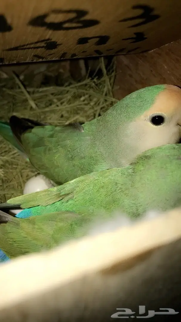 فرخ روز للبيع 