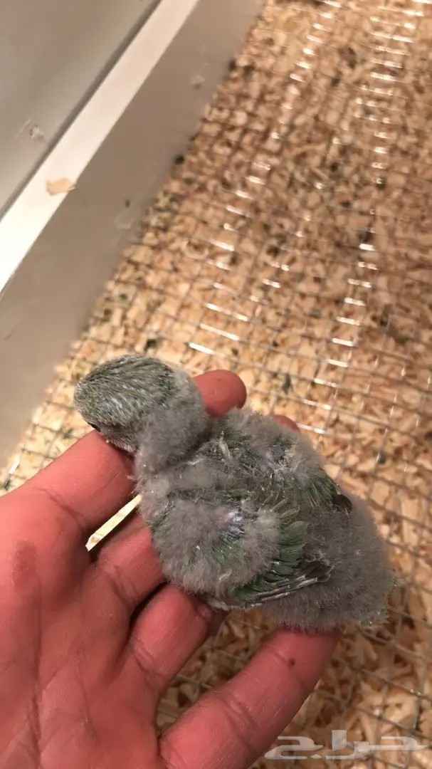 فرخ روز للبيع  (image 1)