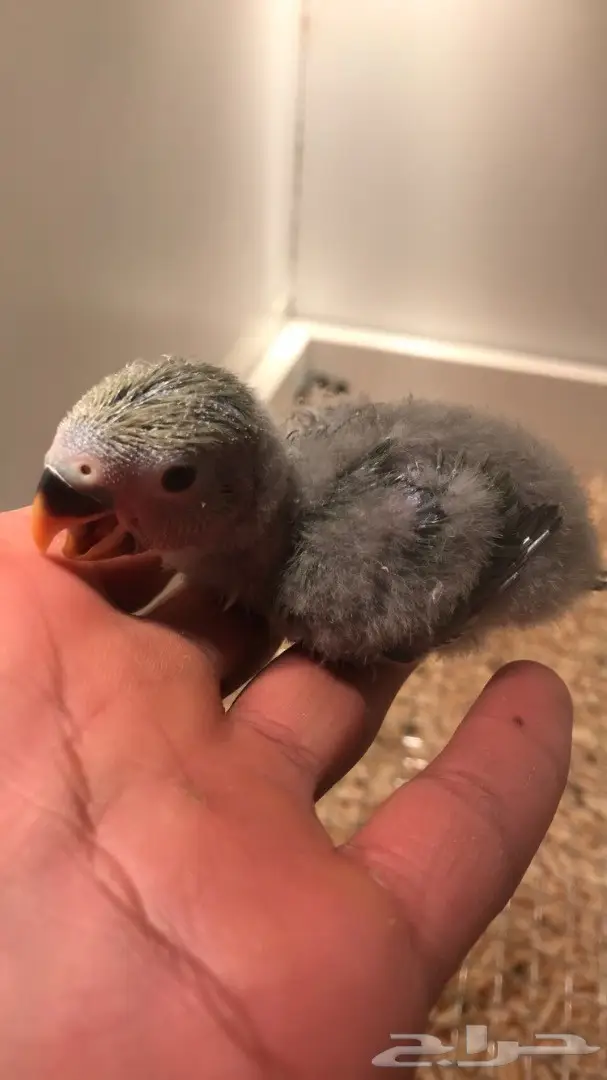 فرخ روز للبيع  (image 2)