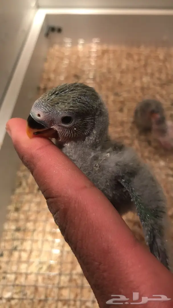 فرخ روز للبيع  (image 3)