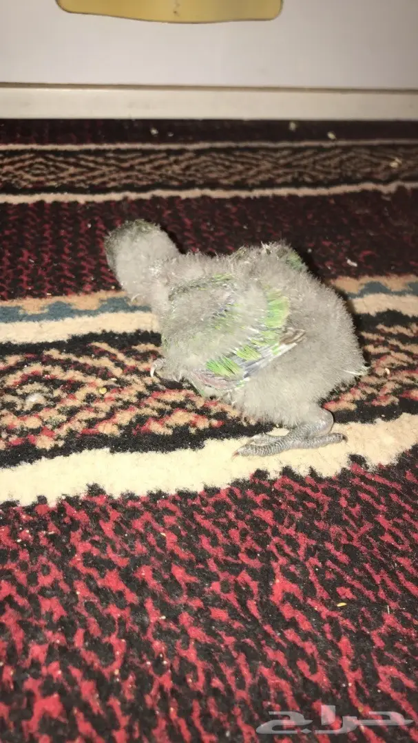 فرخ روز للبيع  (image 4)