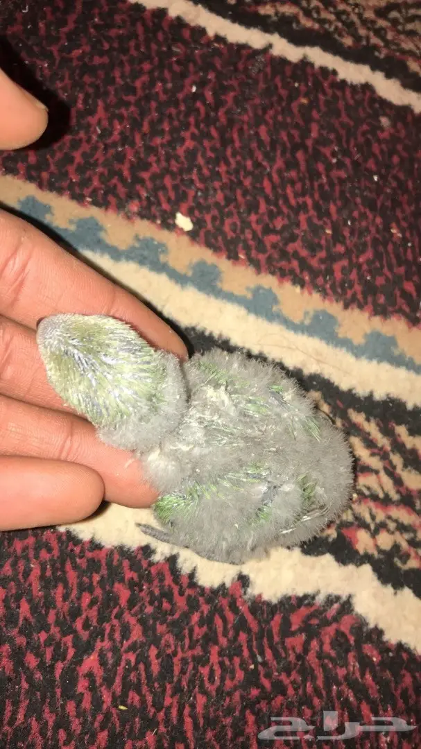 فرخ روز للبيع  (image 5)