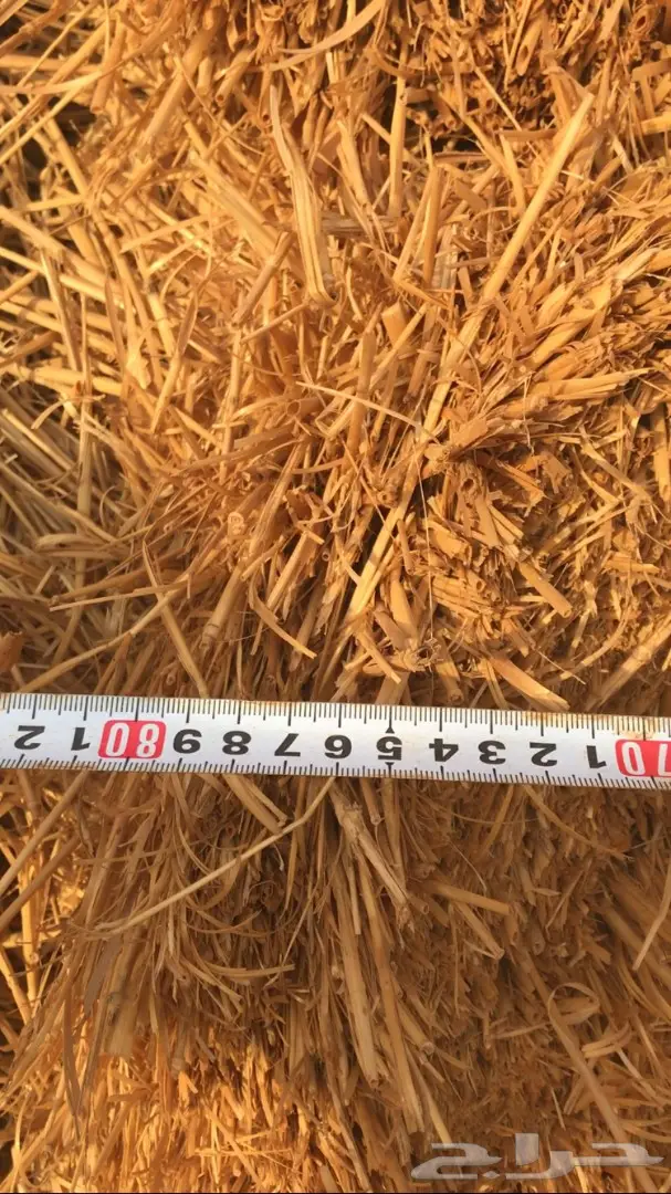 تبن للبيع العدد 1000