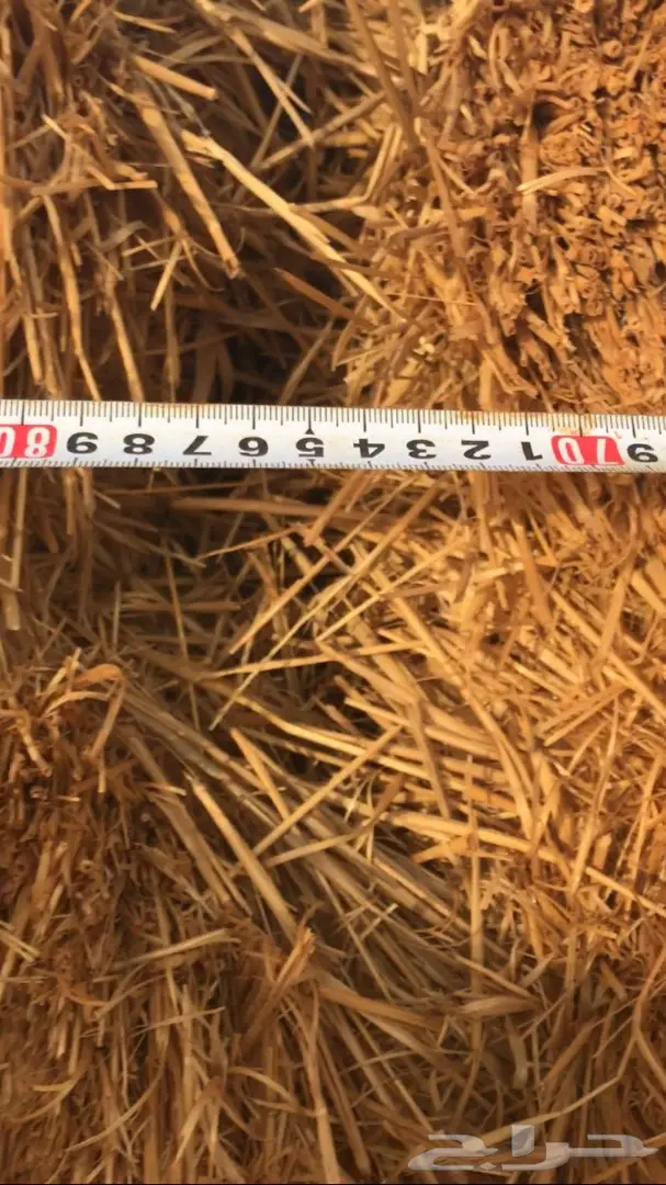 تبن للبيع العدد 1000 (image 1)