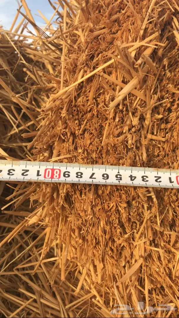 تبن للبيع العدد 1000 (image 2)