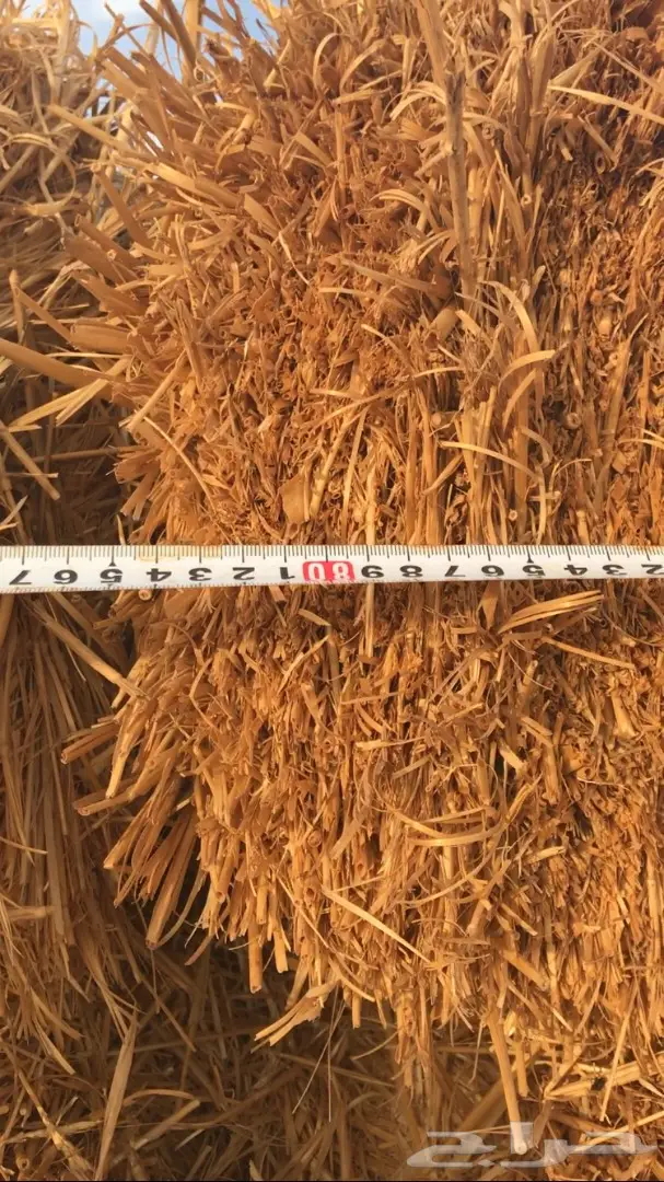 تبن للبيع العدد 1000 (image 3)