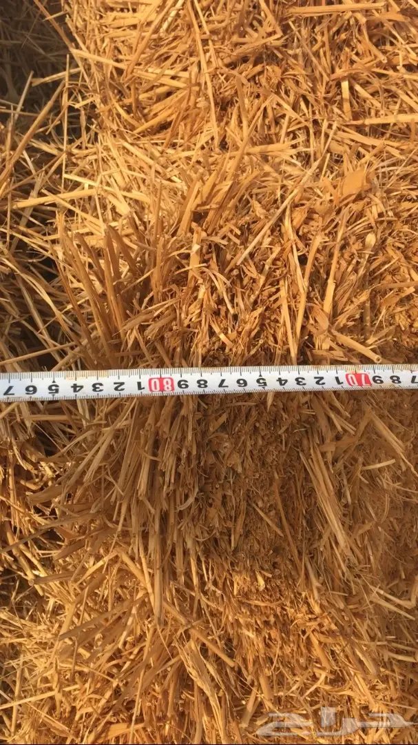 تبن للبيع العدد 1000 (image 4)