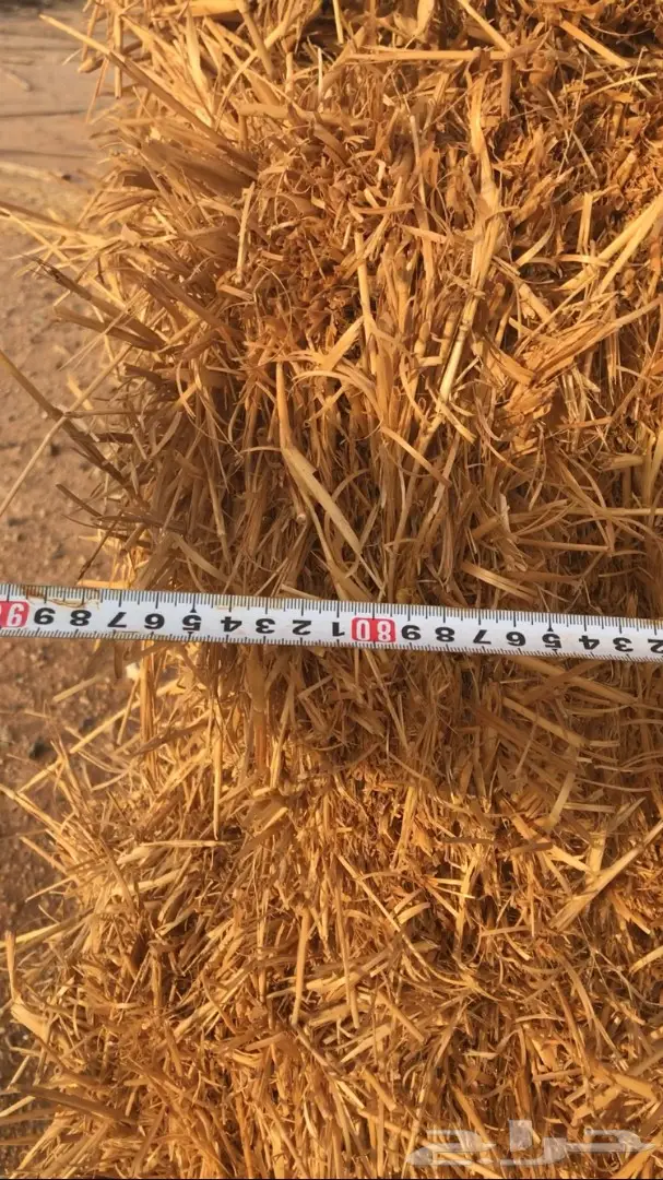 تبن للبيع العدد 1000 (image 5)