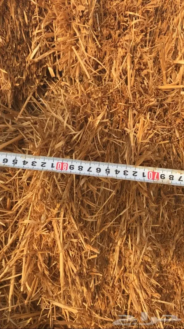 تبن للبيع العدد 1000 (image 6)