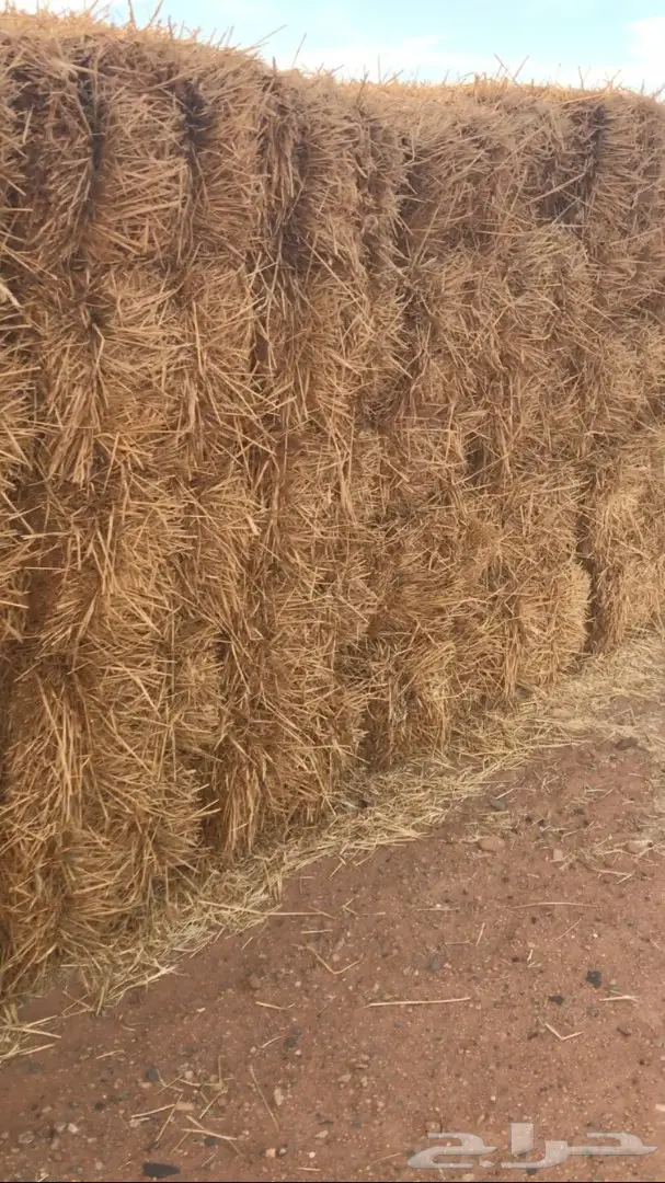 تبن للبيع العدد 1000 (image 7)