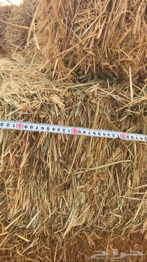 تبن للبيع العدد 1000 (image 8)