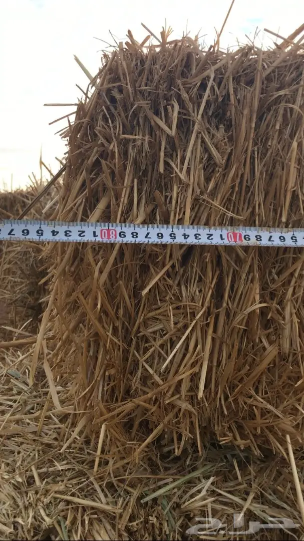 تبن للبيع العدد 1000 (image 9)