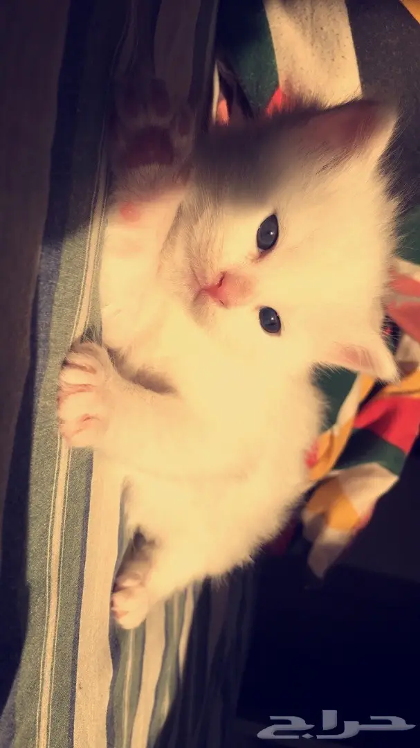 قطه انثى شيرازي كتن للبيع