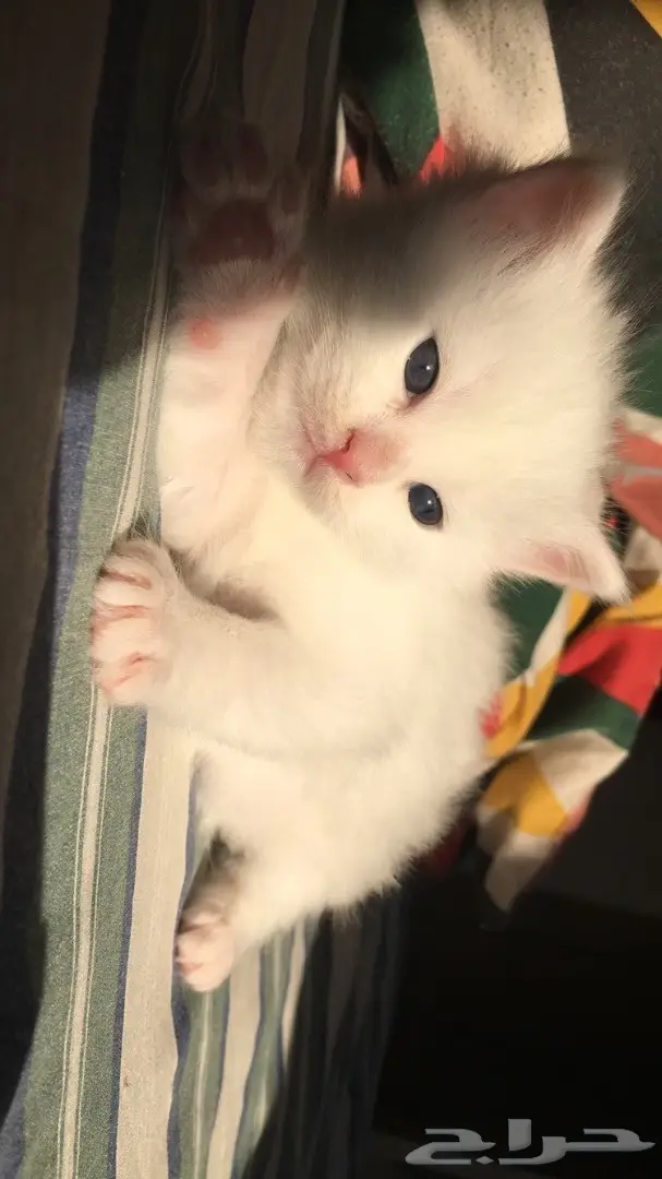 قطة شيرازي كتن أنثى - فرصة لا تُفوّت! (image 2)