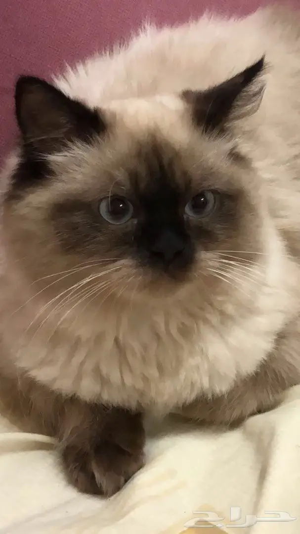 للبيع قطه همالايا شوكلت 6 شهور تقريبا ب 800 