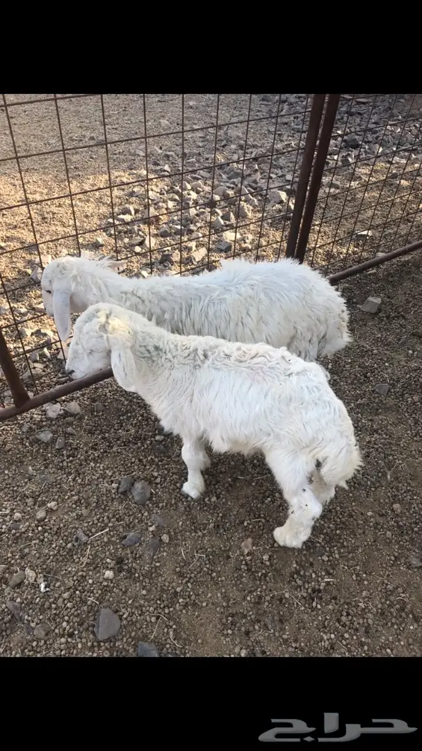 طلي و رخله حريات للبيع