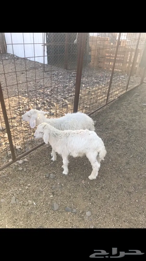 طلي و رخله حريات للبيع (image 1)