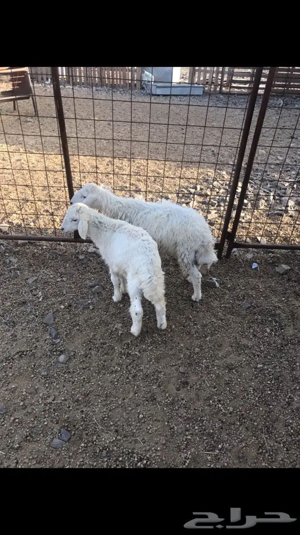 طلي و رخله حريات للبيع (image 2)