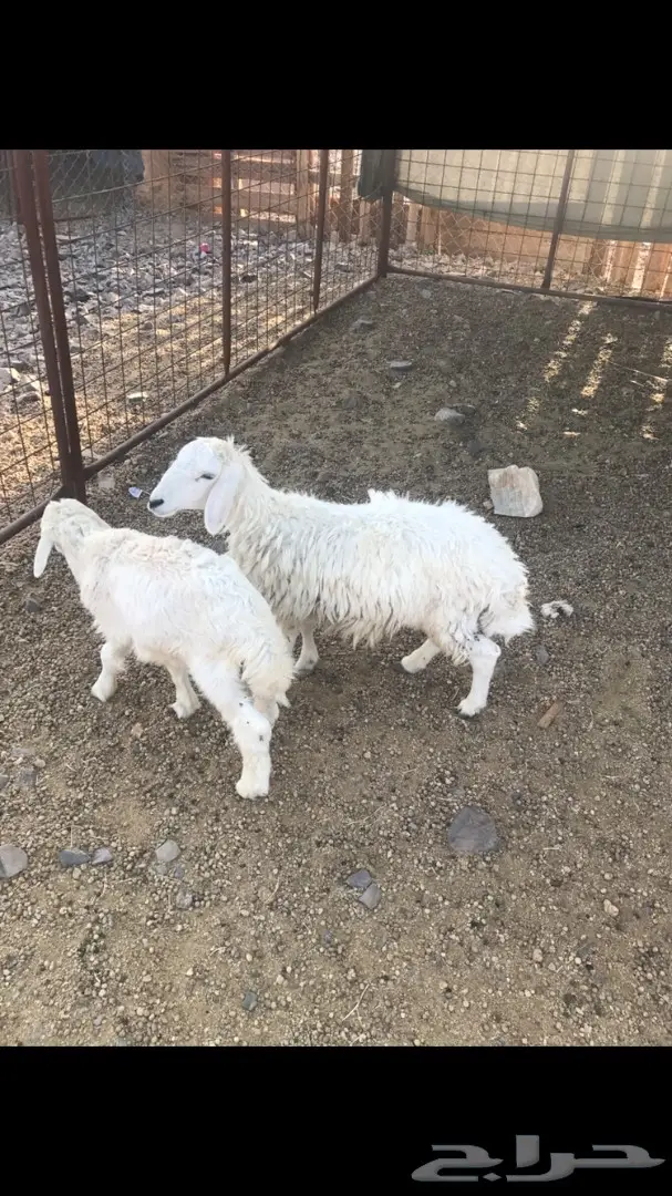 طلي و رخله حريات للبيع (image 3)