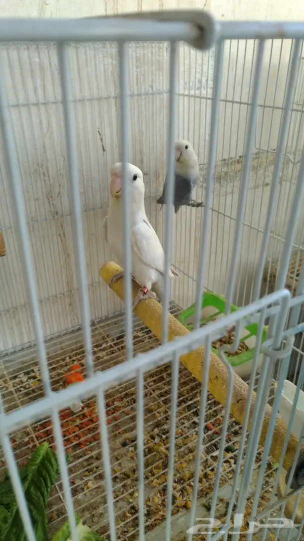 زوج روز توب (image 3)