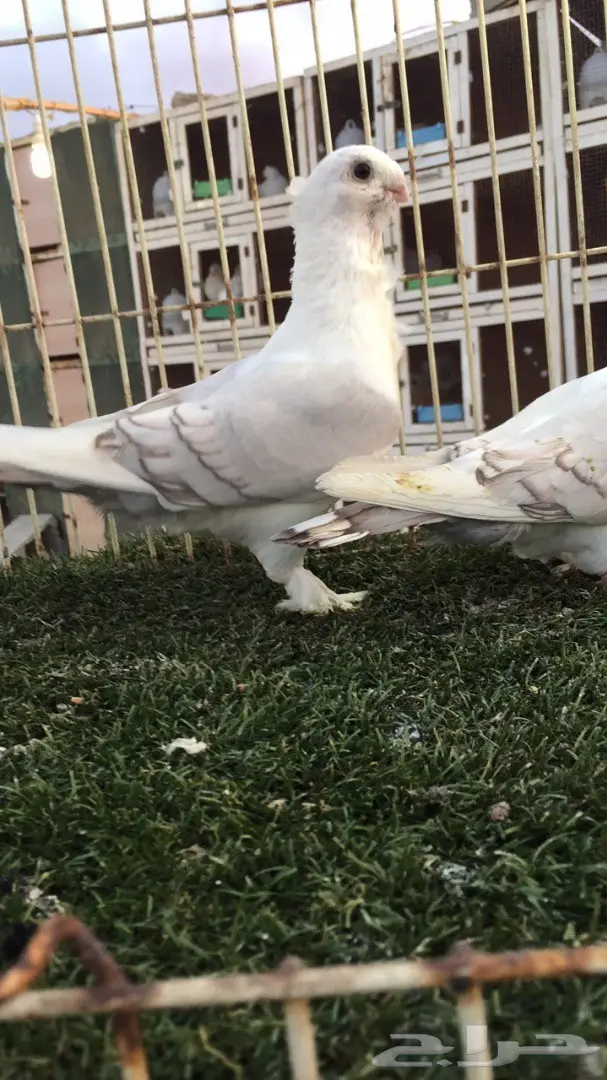 ((جوز روماني(( مسكي)) (image 1)