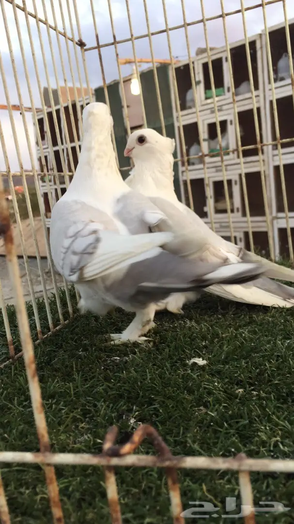 ((جوز روماني(( مسكي)) (image 2)