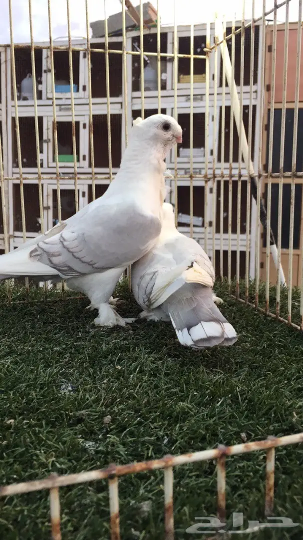 ((جوز روماني(( مسكي)) (image 3)