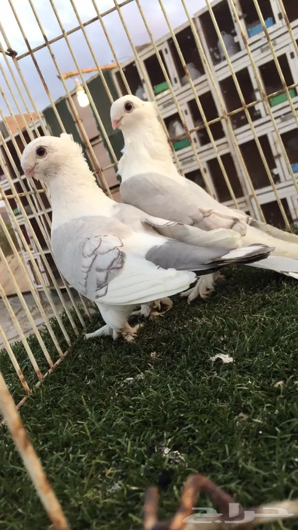 ((جوز روماني(( مسكي)) (image 4)